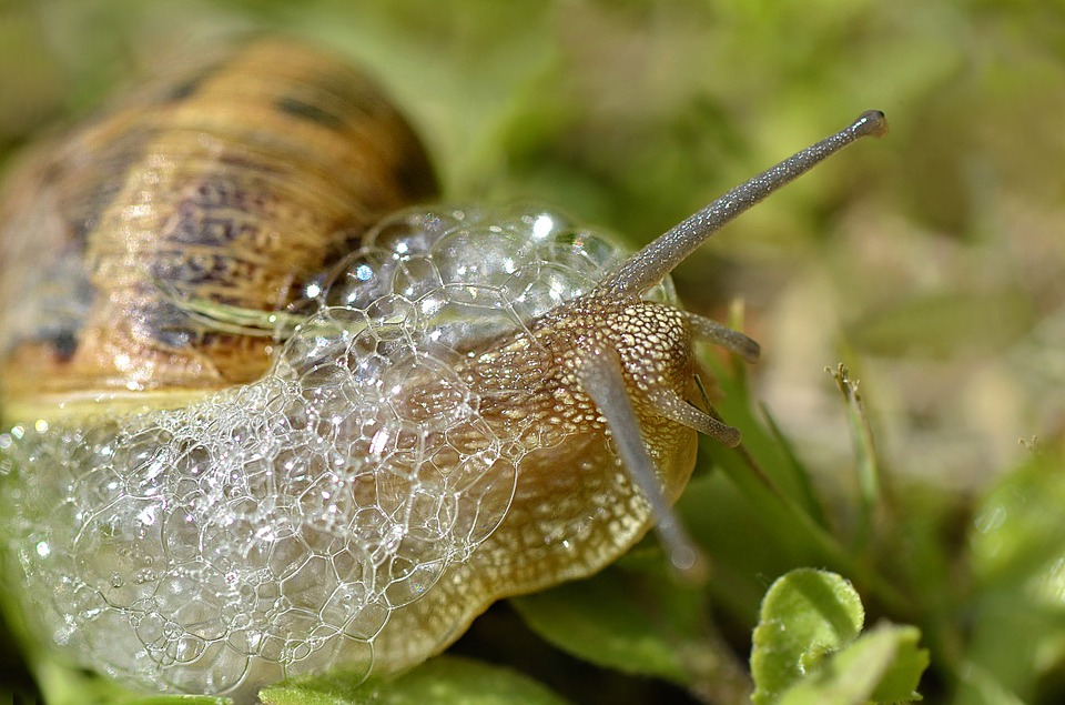 Bubbling snail.