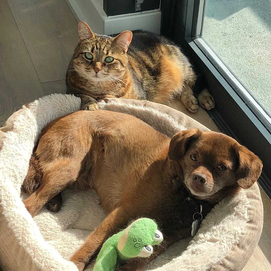 Cat and dog laying down together.