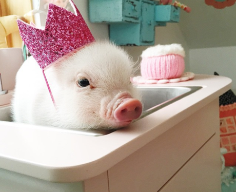 A pig, wearing a party crown, in a sink
