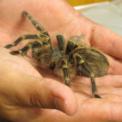 A tarantula in a person's hand