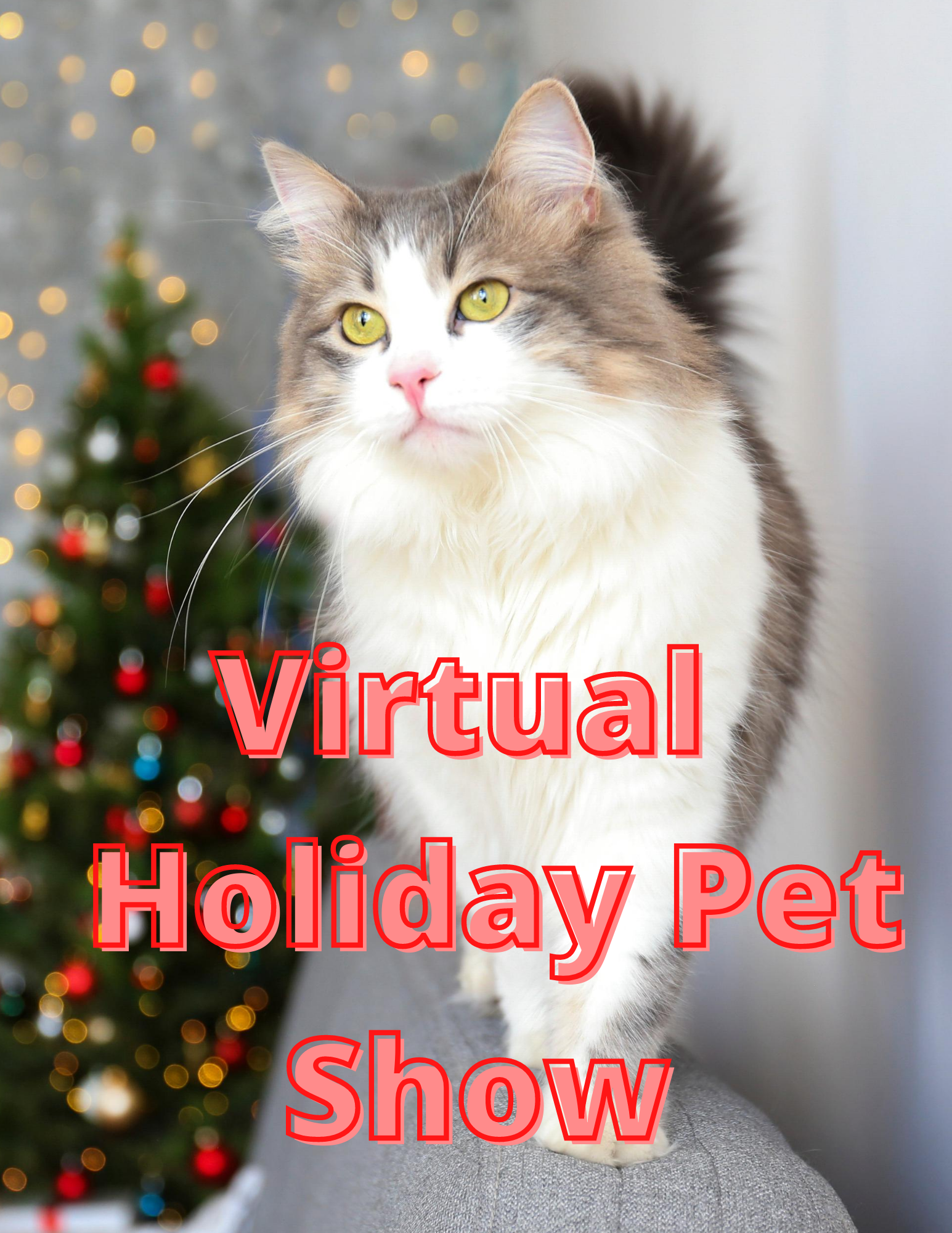 virtual holiday pet show
