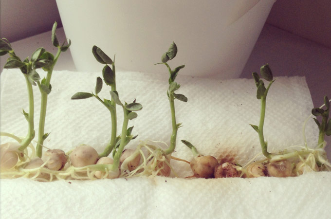 Seeds sprouting on a wet paper towel.