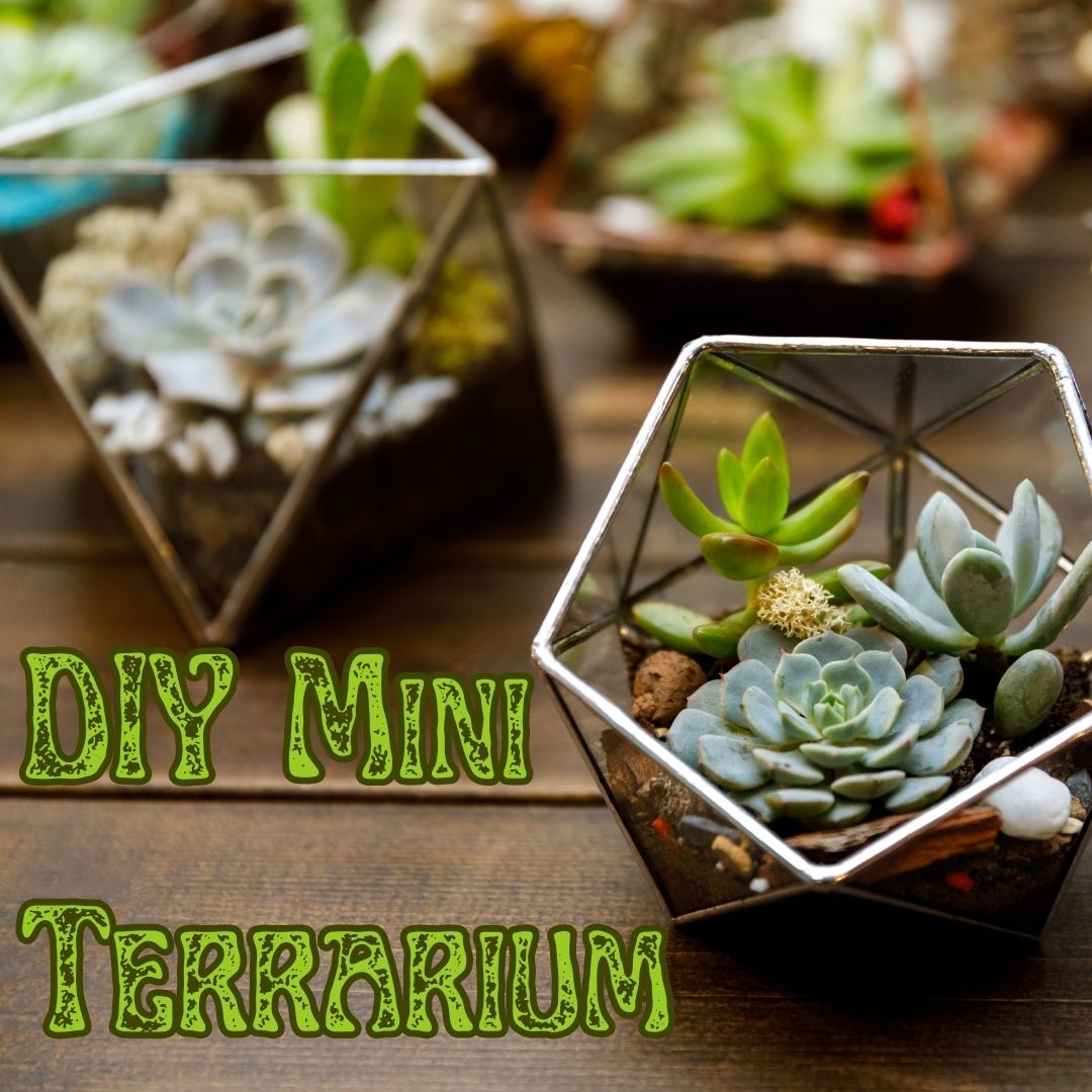 DIY Mini Terrarium