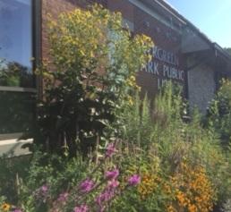 Library butterfly garden and monarch waystation