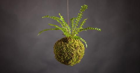 kokedama