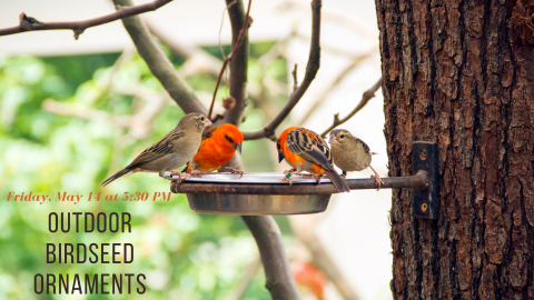 Four small birds eating out of a birdfeeder fashioned out of a pie pan.