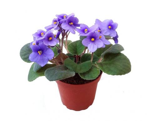 African violet