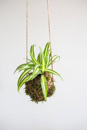 kokedama