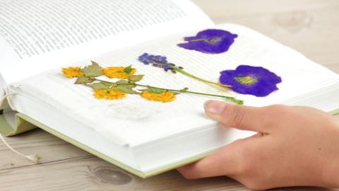 Pressed flowers in book