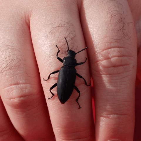 A large black bug crawling up a person's finger.