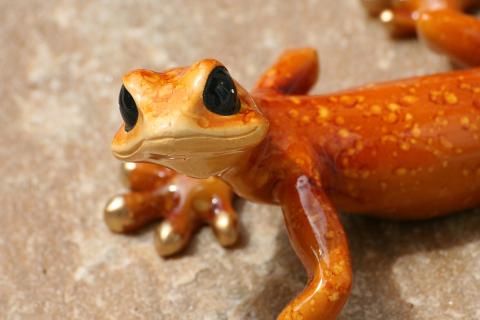 A shiny gecko looking up into the camera