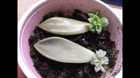 succulent propagation