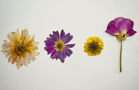 pressed flowers