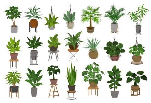 image of plants