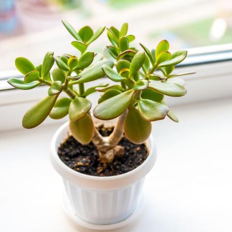 jade plant