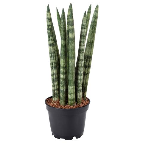 Sansevieria cylindrica