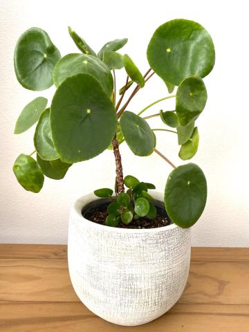 pilea plant