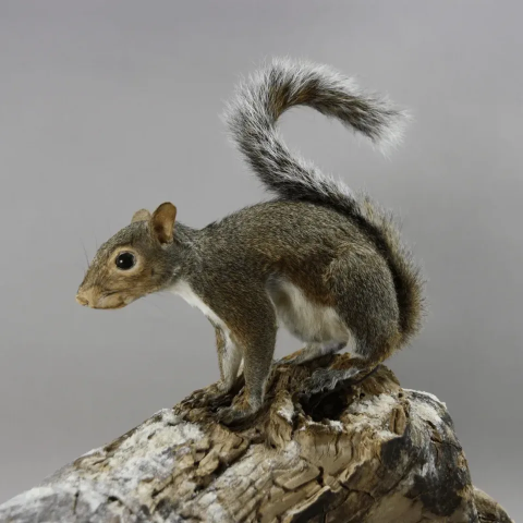 A taxidermied squirrel specimen