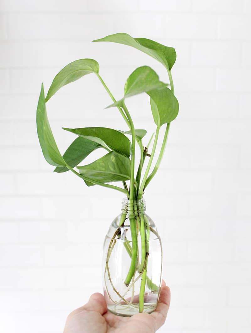 houseplant propagation