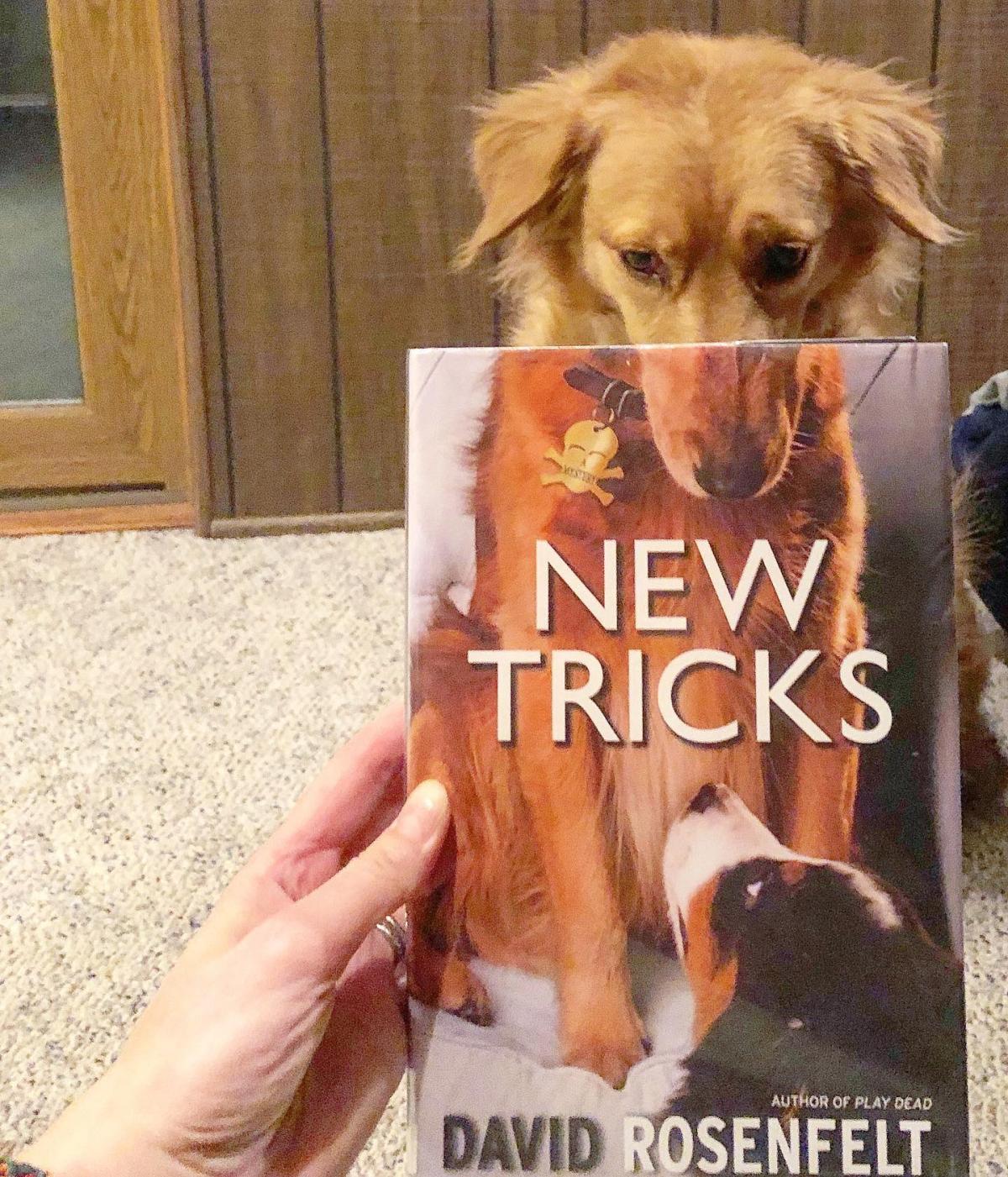 A dog with a book in front of its lower face.