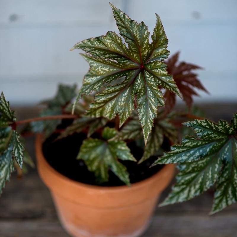 Begonia