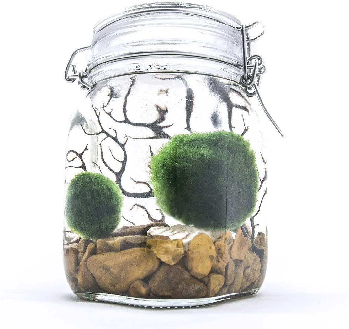 Marimo