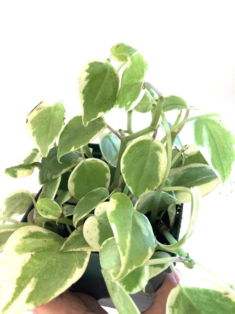 cupid peperomia