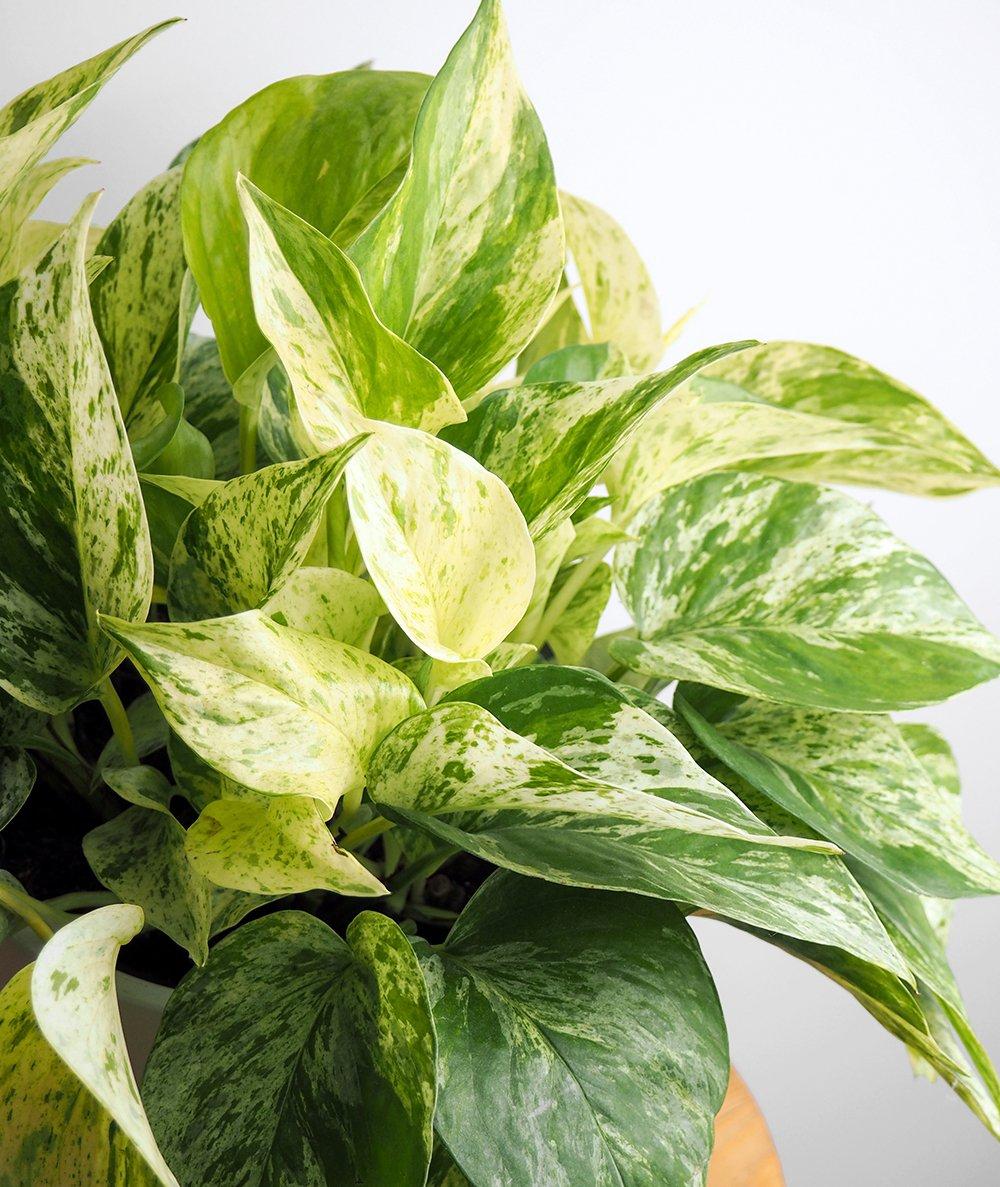 Marble Queen Pothos