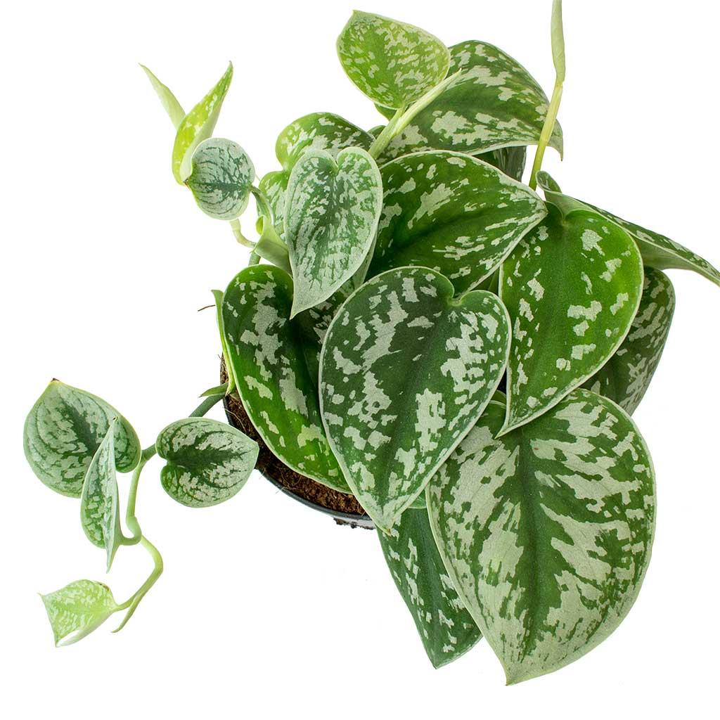 Satin Pothos