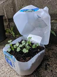 Milk Jug Seed Sowing: Pizza Garden