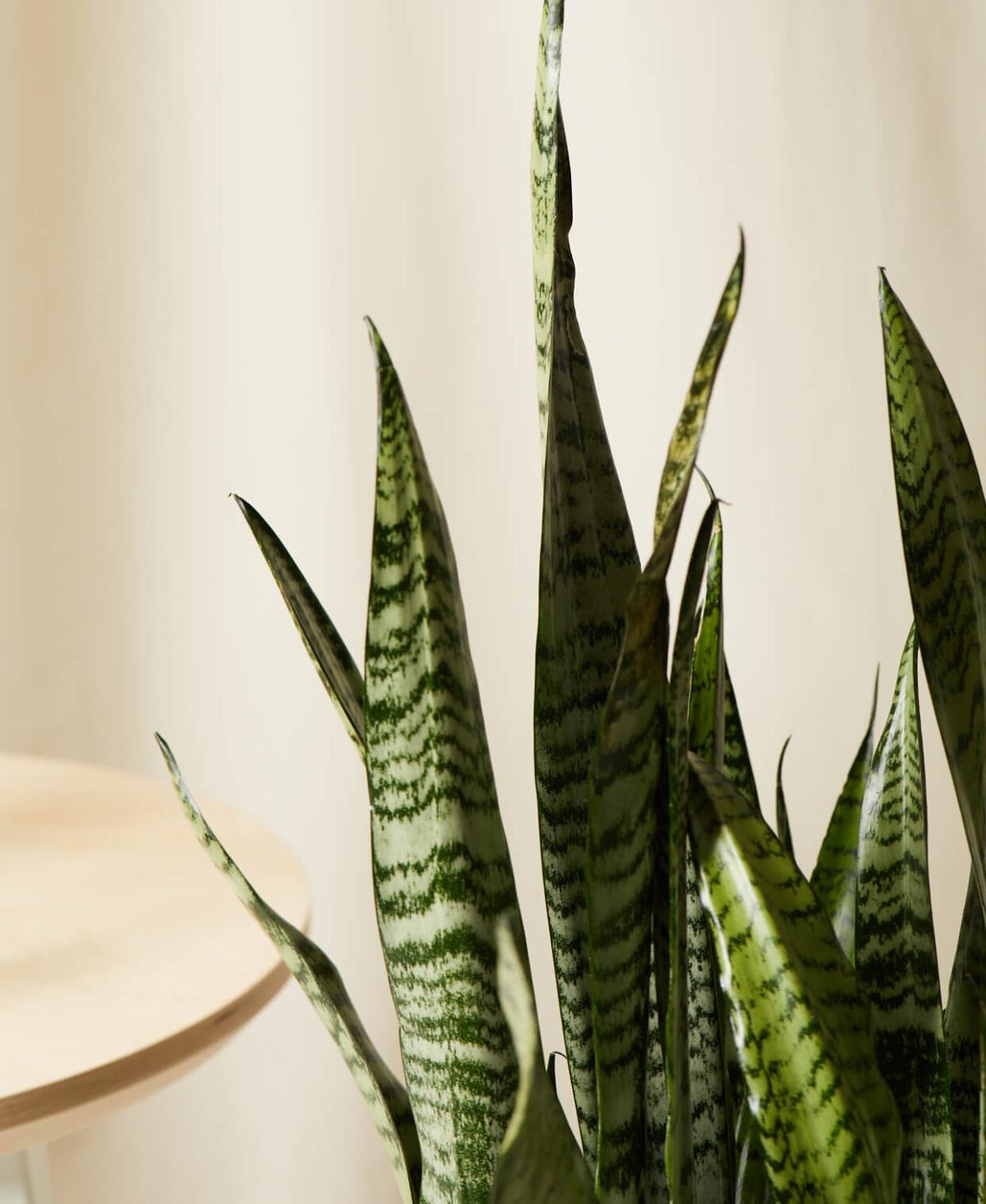 Sansevieria