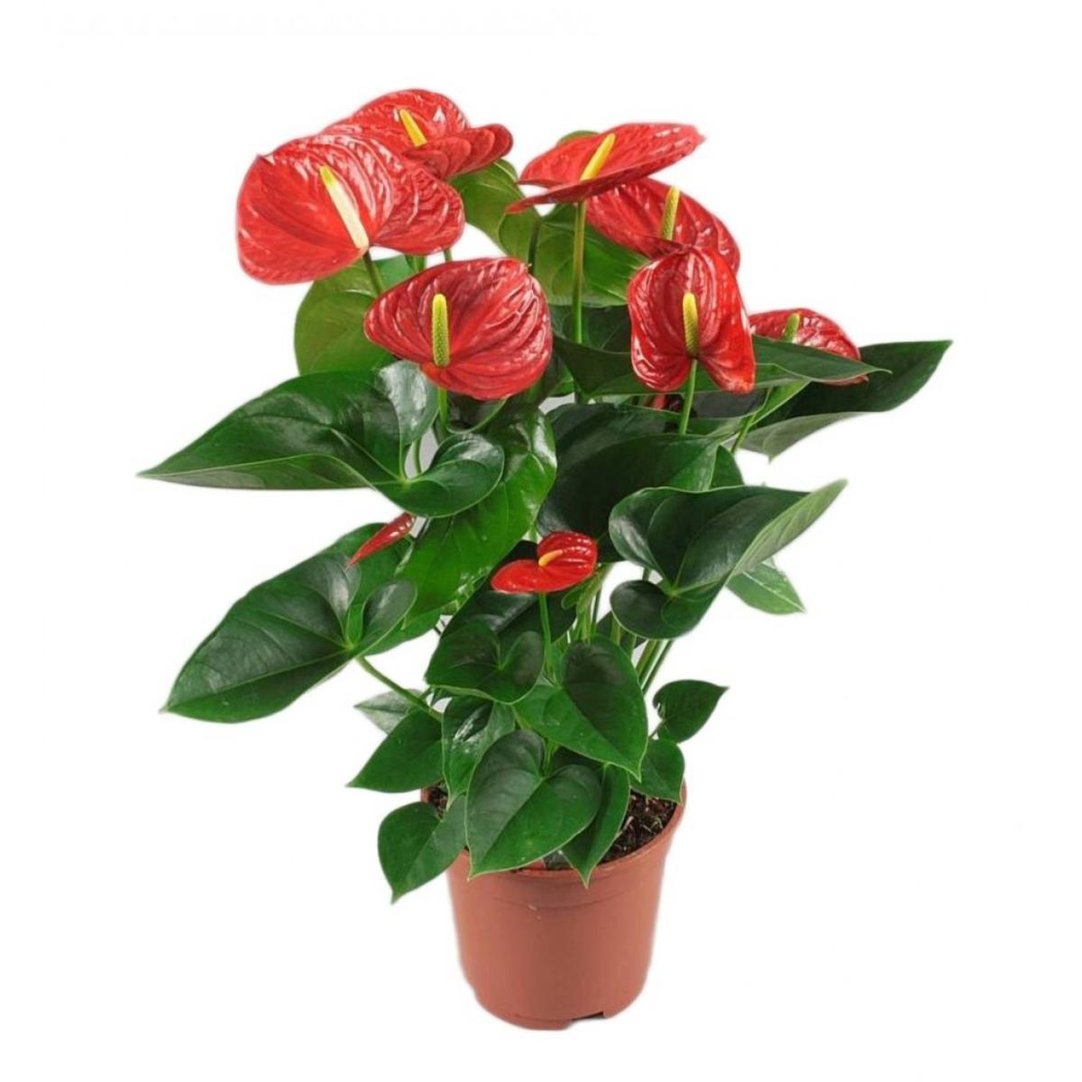 anthurium