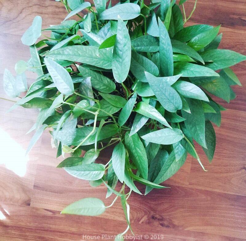 Cebu Blue Pothos