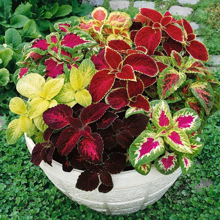 Coleus Plant