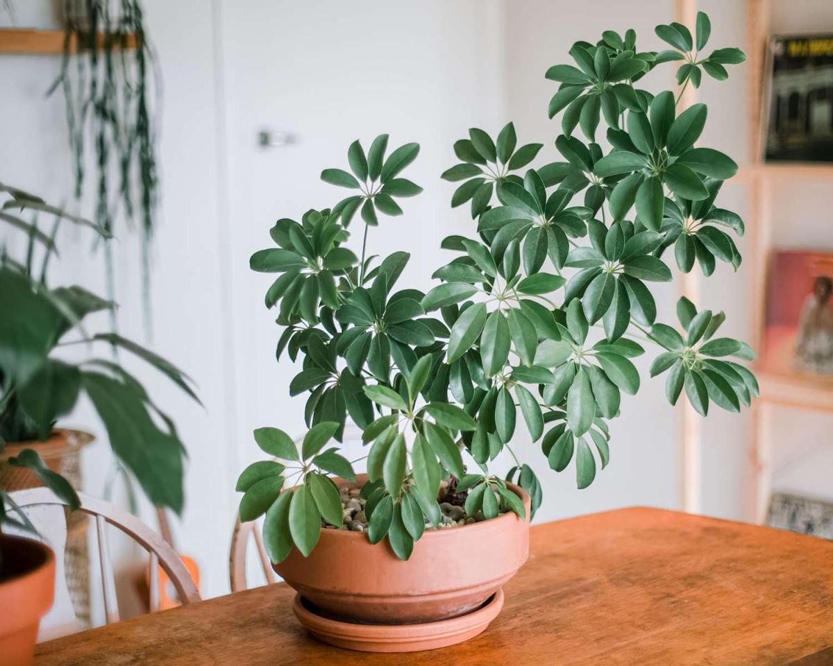 schefflera plant