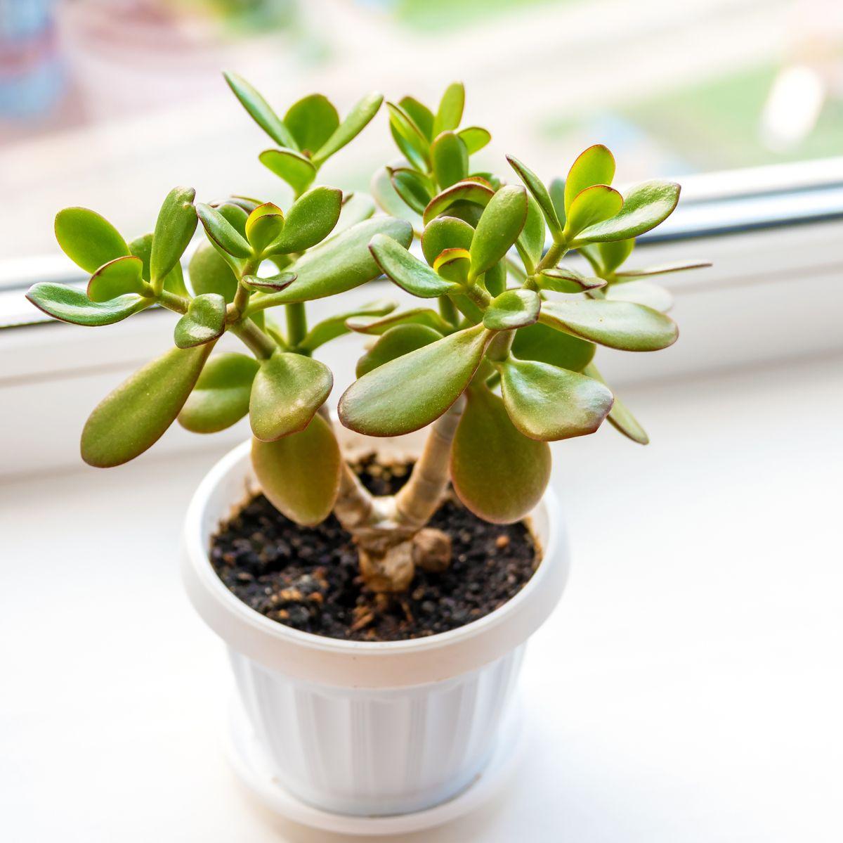 jade plant