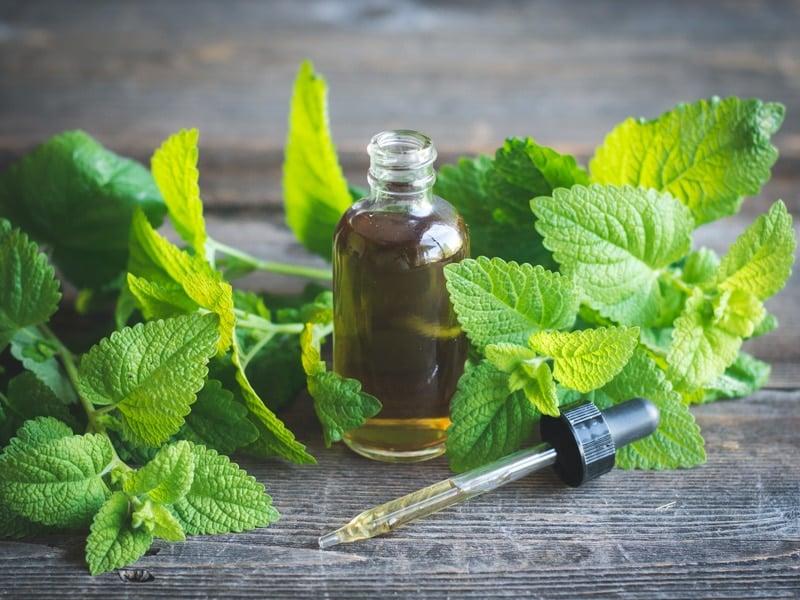 lemon balm tincture