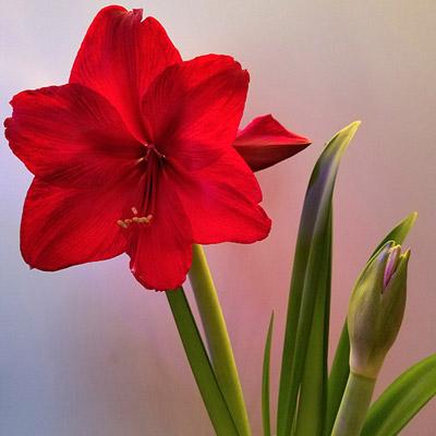 amaryllis