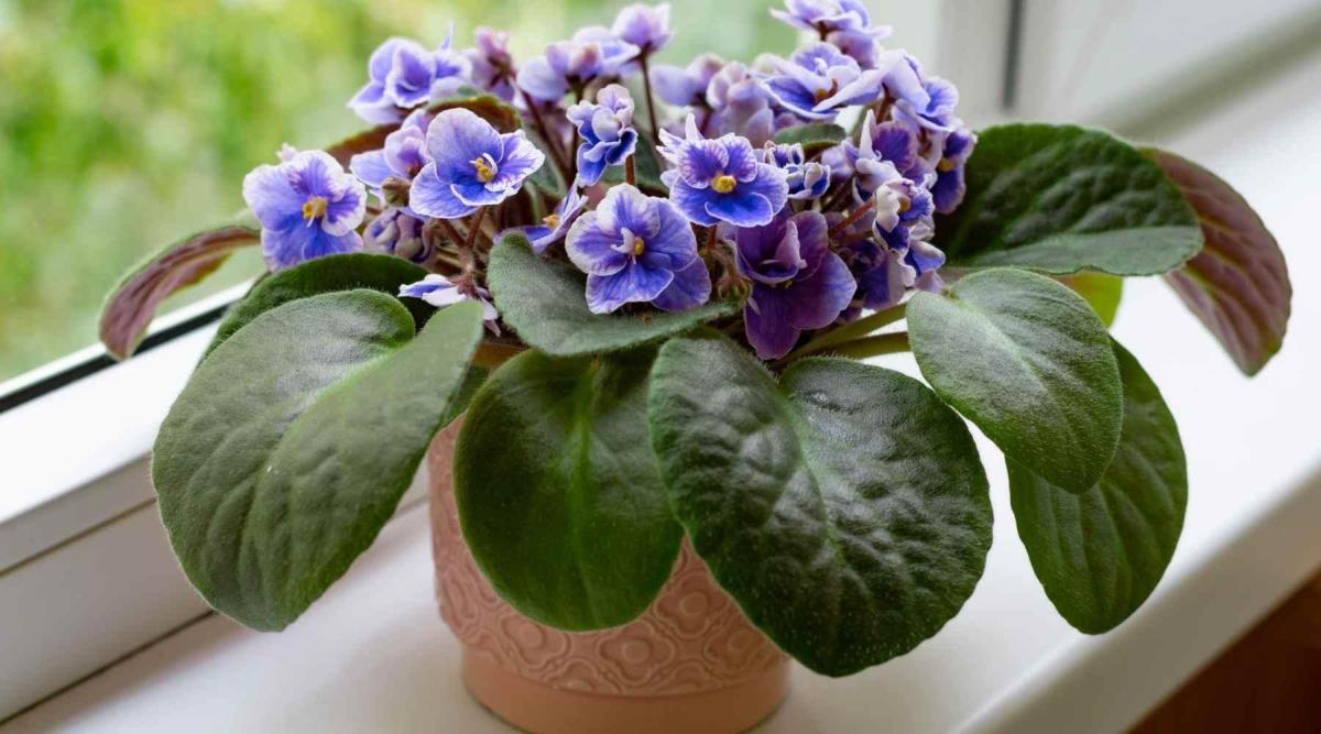 african violet