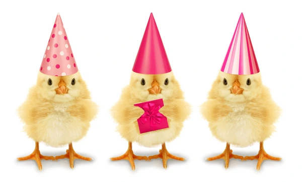 Three chicks wearing party hats.