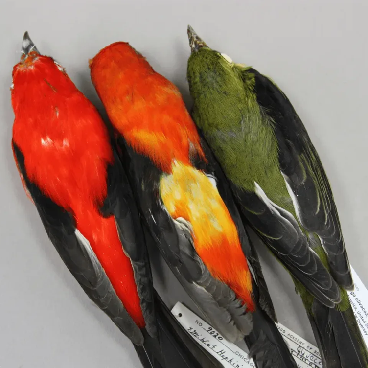 Three multicolored bird specimens